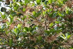 Elaeocarpus serratus